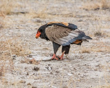 Namibya savana yakalanmış olan bir kuş besleme Bateleur kartal