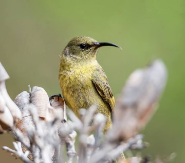 Güney Afrika'da ölü ağacına tünemiş kadın Sunbird