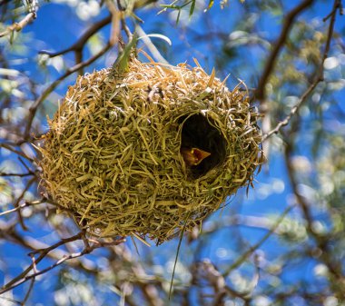 Cape Weaver with nest in Southern Africa clipart