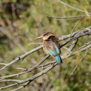 Kahverengi başlıklı Kingfisher bir göçmen değildir ve her ne kadar bir bushveld kuş, yapraklı Güney Afrika şehirler banliyölerinde ikamet 's. Çiftleri birbirine yapışıyor ve aynı bölge birkaç yıldır tutabilir.