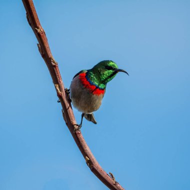 Bir erkek çift yakalı Sunbird tam üreme kuş tüyü içinde