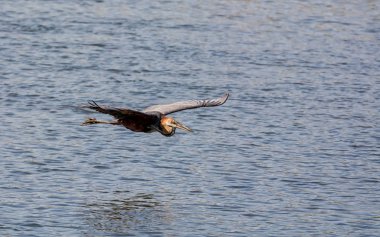 Goliath Heron uçuş Okavango Nehri