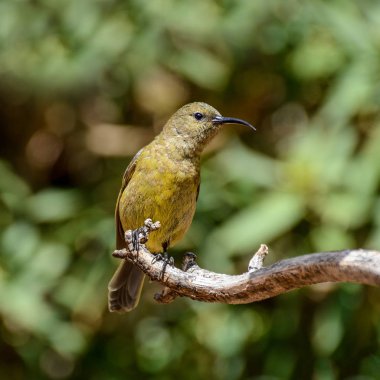 Güney Afrika'da ölü ağacına tünemiş kadın Sunbird