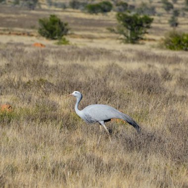Blue vinç Güney Afrika savana yiyecek arama