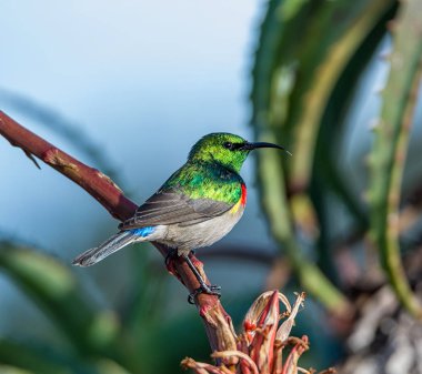 Bir erkek çift yakalı Sunbird tam üreme kuş tüyü içinde