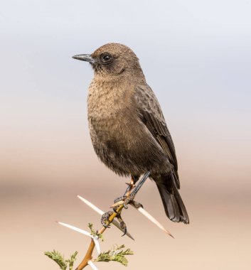 Güney Afrika savana bir diken çalı tünemiş bir karınca yiyen sohbet