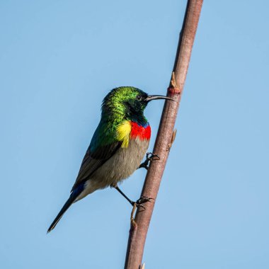 Bir erkek çift yakalı Sunbird tam üreme kuş tüyü içinde