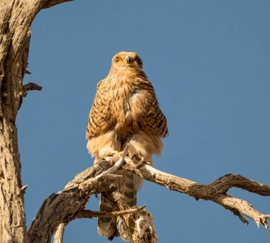 Büyük kerkenez Namibya Çölü'nde ölü ağacına tünemiş