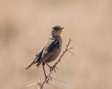 Güney Afrika savana bir şube tünemiş bir karınca yiyen sohbet