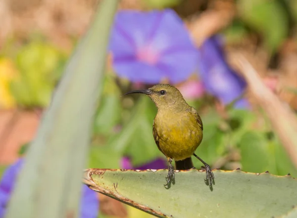 Sunbird Feminino Com Flores África Sul — Fotografia de Stock
