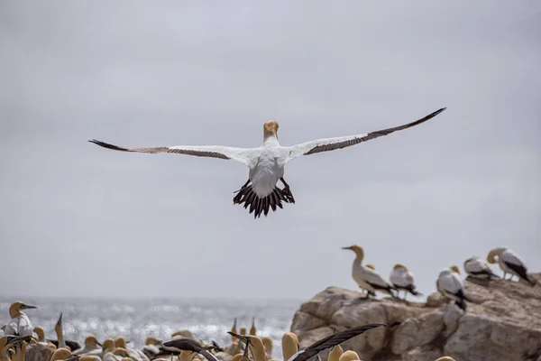 Cape Gannet Coming Land Colony Southern Africa — Stock Photo, Image