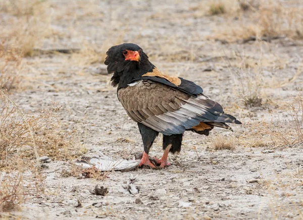 在纳米比亚大草原上捕到的一只鸟 Bateleur 鹰喂养 — 图库照片