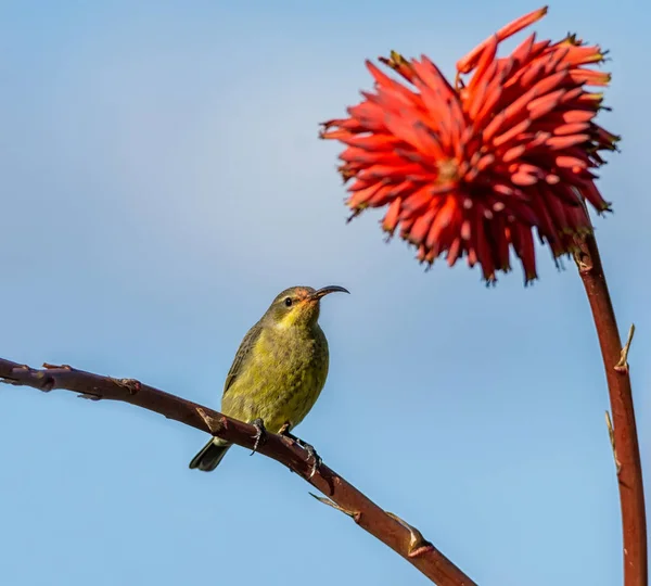 Una Hembra Malaquita Sunbird Arbusto Aloe Invierno Sur África —  Fotos de Stock