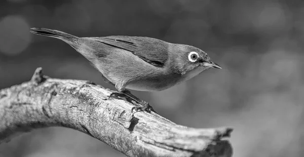 Cape White Eye Vogel Auf Zweig Südafrika — Stockfoto