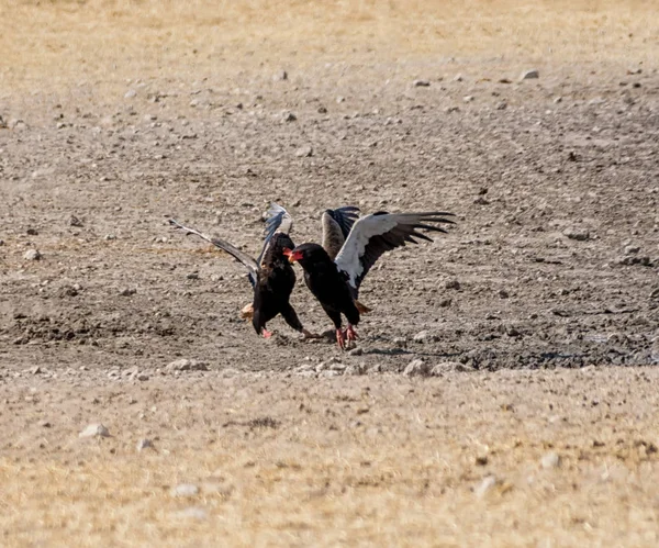Bateleur 鹰在纳米比亚大草原上争吵 — 图库照片