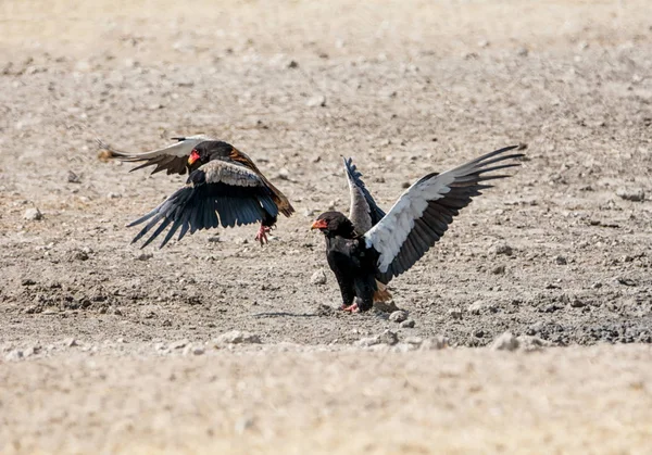 Par Águilas Bateleur Peleando Namibia Savanna — Foto de Stock