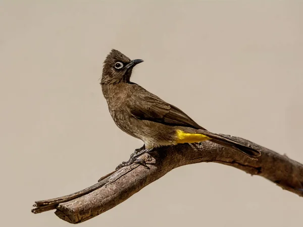 Cabo Bulbul Empoleirado Uma Filial África Austral — Fotografia de Stock