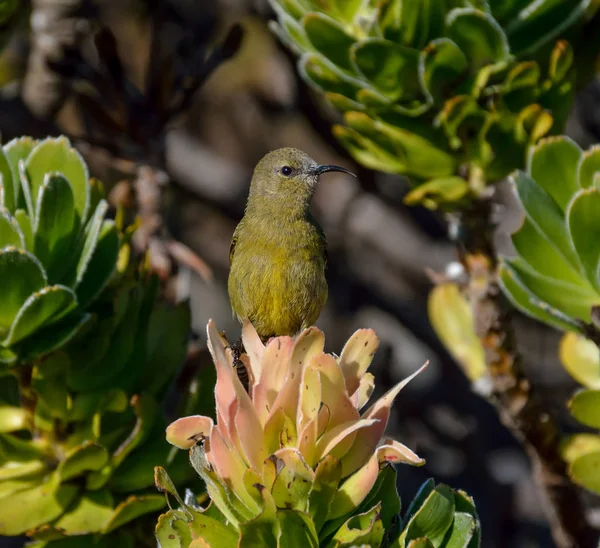 Una Hembra Sunbird Posada Arbusto Protea Sur África —  Fotos de Stock