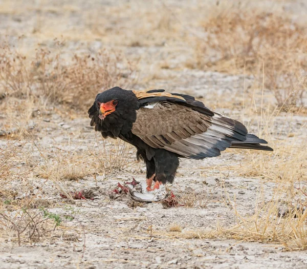 A Bateleur Eagle feeding on a bird that it has caught in Namibian savanna