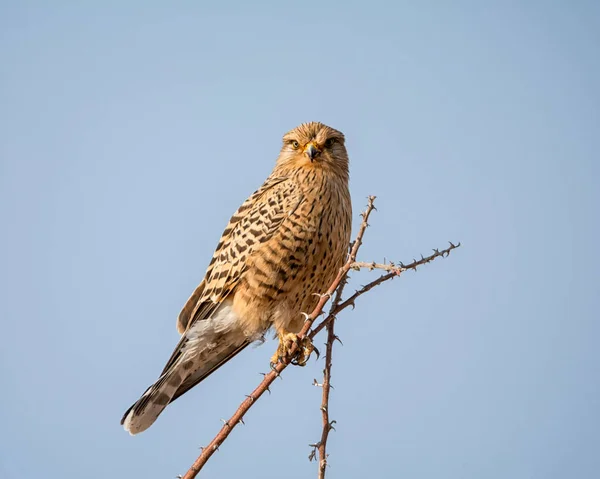 Kestrel Maior Empoleirado Uma Árvore Savana Namíbia — Fotografia de Stock