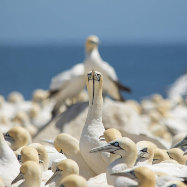 Выход из толпы