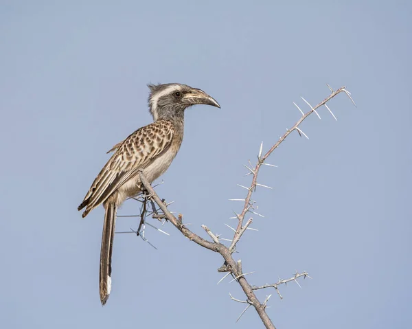 아프리카 Hornbill 나미비아 사바나에 지점에 — 스톡 사진