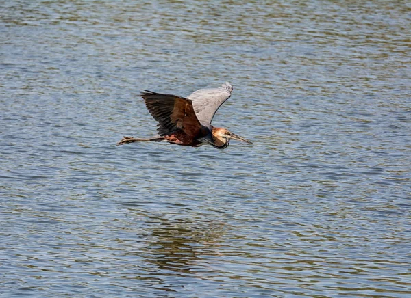 Goliath Heron Flight Okavango River — Stock Photo, Image