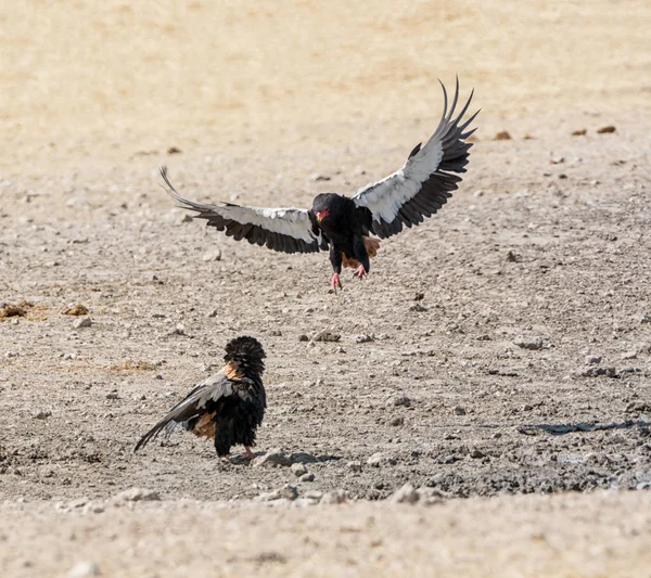 Par Águilas Bateleur Peleando Namibia Savanna — Foto de Stock