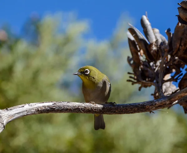 Pájaro Del Cabo Blanco Encaramado Una Rama Sur África —  Fotos de Stock