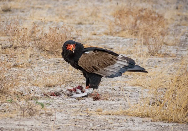 Águila Bateleur Alimentándose Pájaro Que Capturado Sabana Namibia —  Fotos de Stock