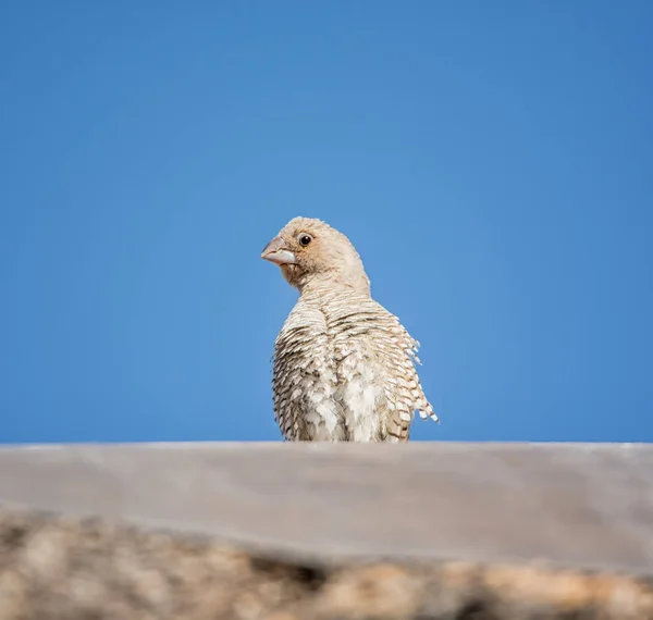 Uma Fêmea Finch Cabeça Vermelha Empoleirada Telhado África Austral — Fotografia de Stock