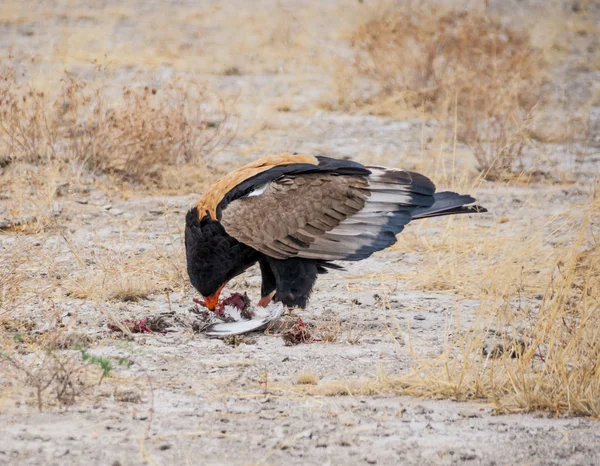 A Bateleur Eagle feeding on a bird that it has caught in Namibian savanna