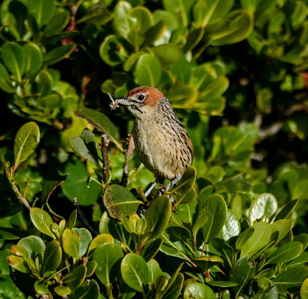 Pássaro Cabo Empoleirado Arbusto Com Inseto Boca Savana África Austral — Fotografia de Stock