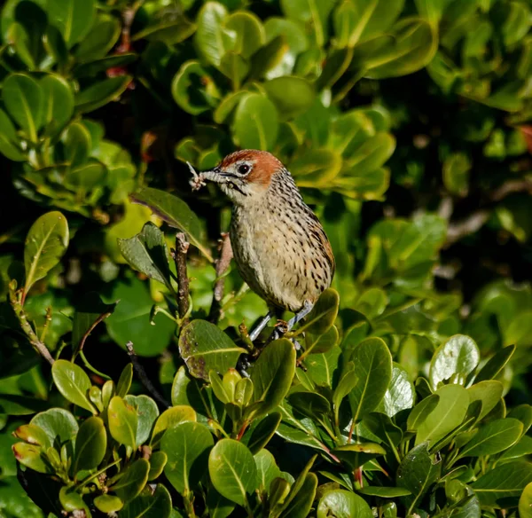 南部アフリカのサバンナでの口の中で昆虫とブッシュでとまられて岬 Grassbird — ストック写真