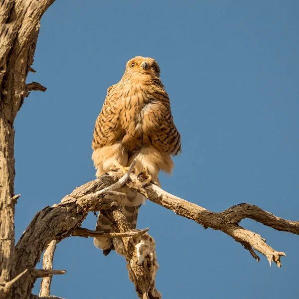 Grande Kestrel Empoleirado Uma Árvore Morta Deserto Namíbia — Fotografia de Stock