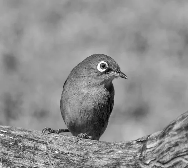 Şube Güney Afrika Cape White Eye Kuş — Stok fotoğraf