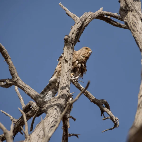 Grande Kestrel Empoleirado Uma Árvore Morta Deserto Namíbia — Fotografia de Stock