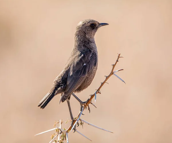 Bate Papo Comedor Formigas Empoleirado Ramo Savana África Austral — Fotografia de Stock