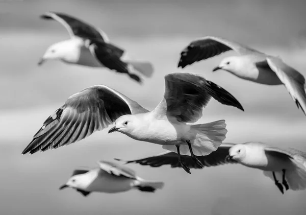 Cape Gull False Bay Sudáfrica — Foto de Stock