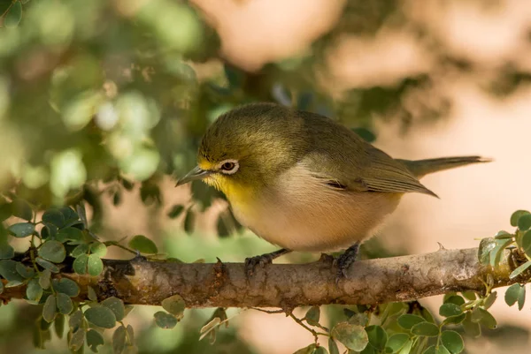 Kap White Eye Kyydissä Oksalla Varjoissa — kuvapankkivalokuva