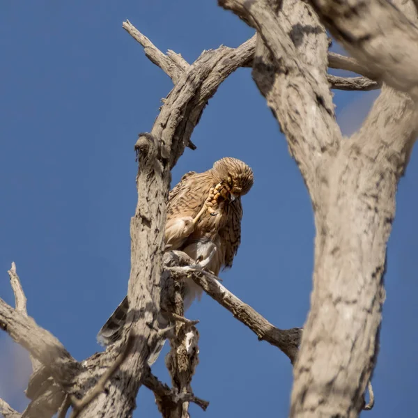 Büyük kerkenez Namibya Çölü'nde ölü ağacına tünemiş