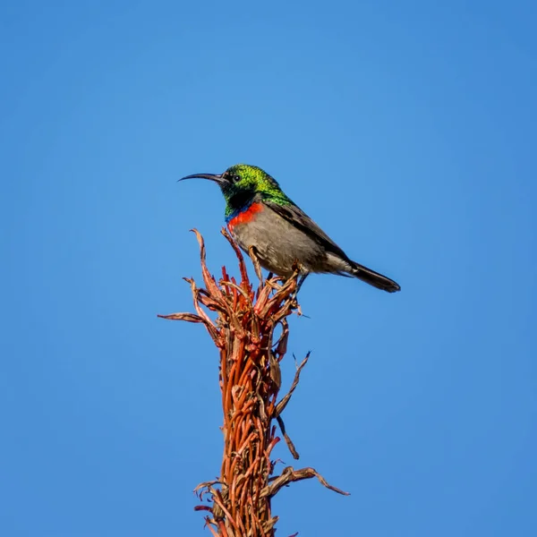 Ein Doppelhalsiger Sonnenvogel Auf Einer Aloe Pflanze Südafrika — Stockfoto