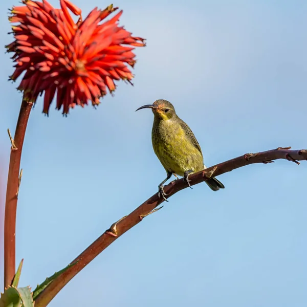 Uma Fêmea Malaquita Sunbird Inverno Aloe Arbusto África Austral — Fotografia de Stock