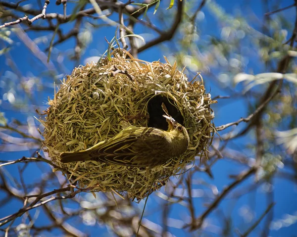 Cape Weaver Nest Southern Africa — Stock Photo, Image