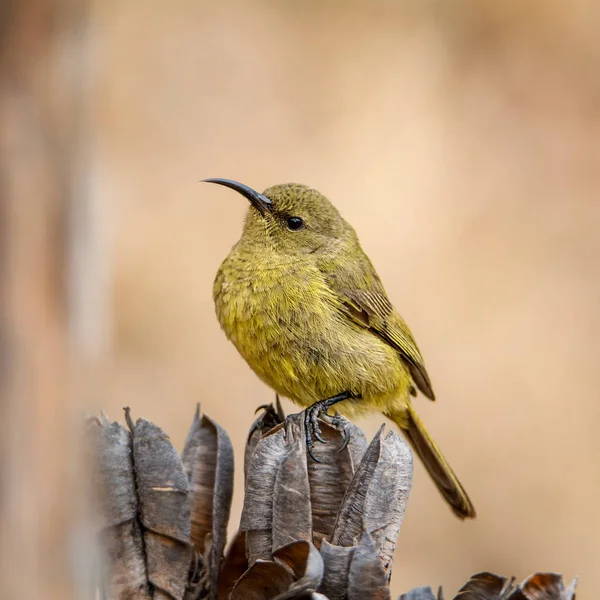 Sunbird Fêmea Empoleirada Uma Árvore Morta África Austral — Fotografia de Stock