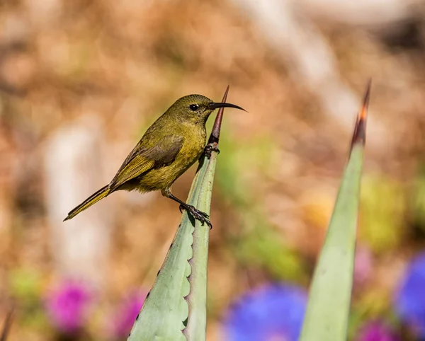 Uma Sunbird Feminina África Austral — Fotografia de Stock