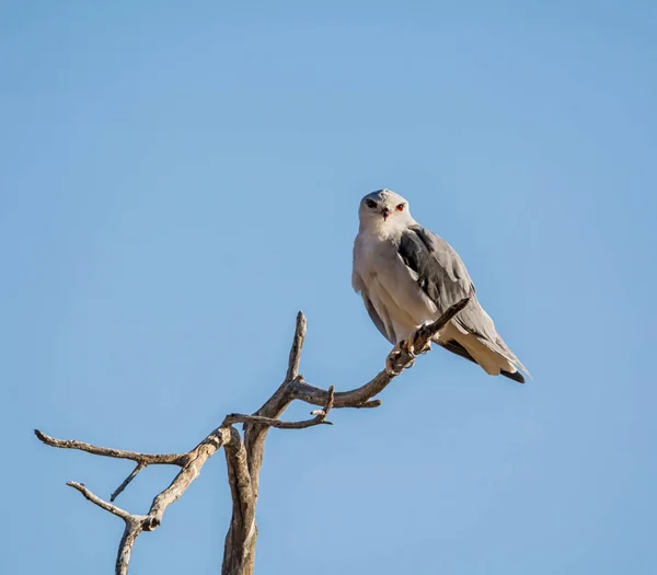 Een Zwarte Schouders Vlieger Zat Een Dode Boom Namibian Savanne — Stockfoto