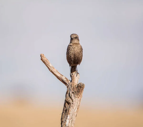 Ant Ätande Chatt Uppflugna Gren Södra Afrikanska Savannen — Stockfoto