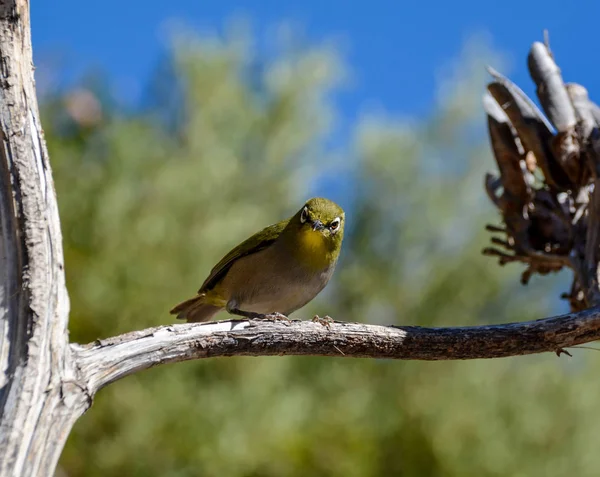 Cape White Eye Bird Perched Branch Southern Africa — Stock Photo, Image