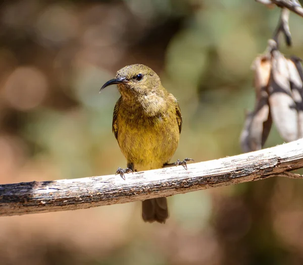 Sunbird 아프리카에서 나무에 — 스톡 사진